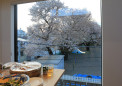 07　桜を見ながらホームパーティー